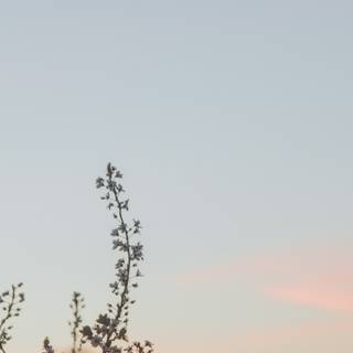 Minimal flower HD wallpaper