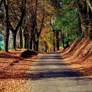 Jungle road wallpaper