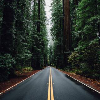 Jungle road wallpaper