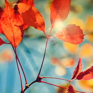 Green red yellow fall autumn wallpaper