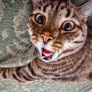 Weird cats wallpaper