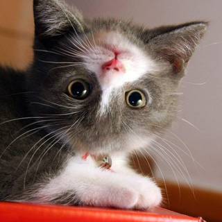 Weird cats wallpaper