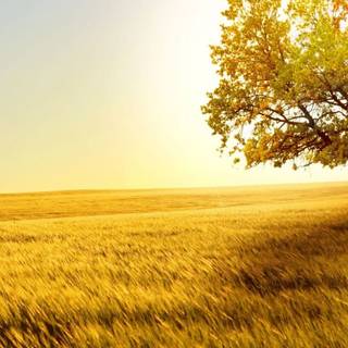 Alone tree wallpaper