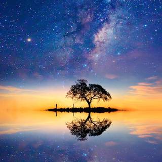 Alone tree wallpaper