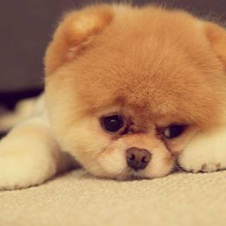 Sad puppy wallpaper