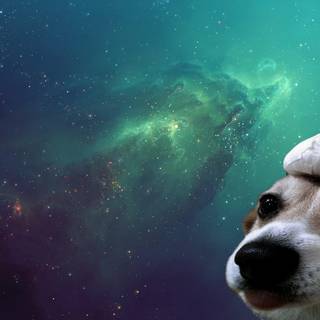 Puppy memes wallpaper