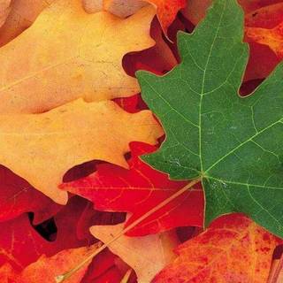 Summer going into fall wallpaper