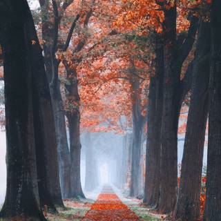 Nature 4k autumn wallpaper