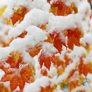 Autumn and winter wallpaper