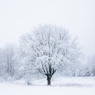 White tree snow wallpaper
