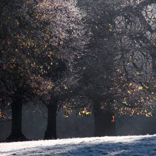 White tree snow wallpaper