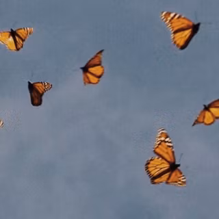 Desktop aesthetic butterfly wallpaper