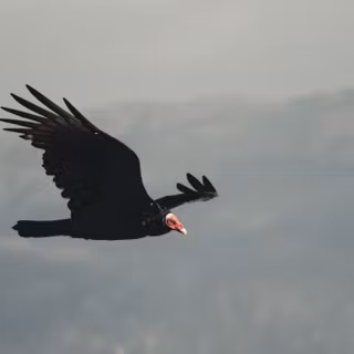 Vulture in sky wallpaper