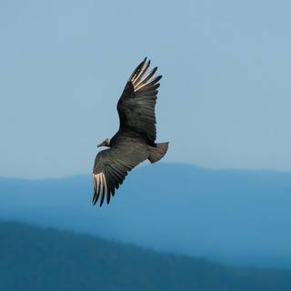 Vulture in sky wallpaper