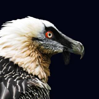 Bearded vulture wallpaper