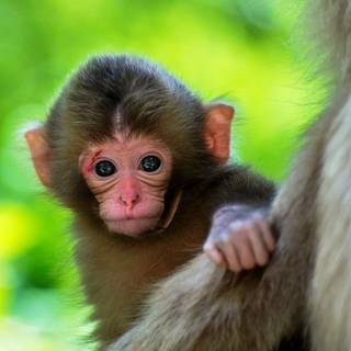 Baby chimpanzee wallpaper