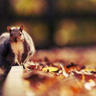 Autumn and animals wallpaper