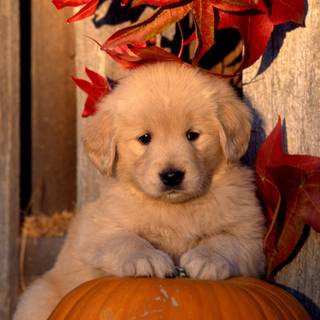 Golden Retriever fall wallpaper
