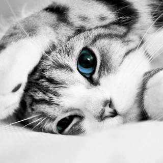 Cat with blue eyes wallpaper