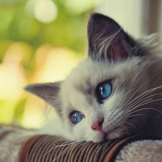 Cat with blue eyes wallpaper
