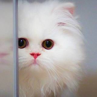 HD kitten mobile wallpaper