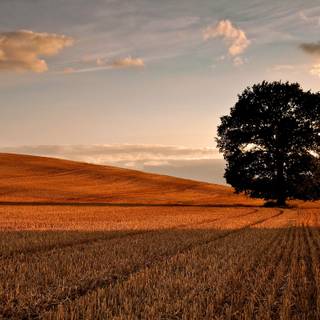 Autumn trees sunsets wallpaper