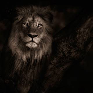 Male lion wallpaper