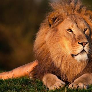 Male lion wallpaper