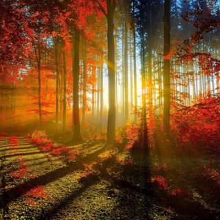 1280x720 autumn wallpaper