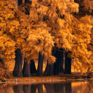 1280x720 autumn wallpaper