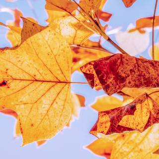 1280x720 autumn wallpaper