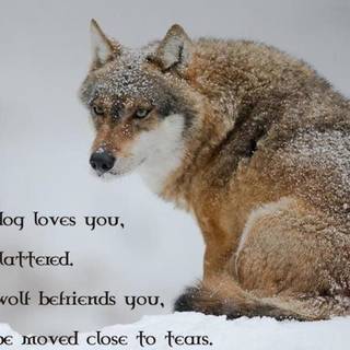 Fox and wolf wallpaper