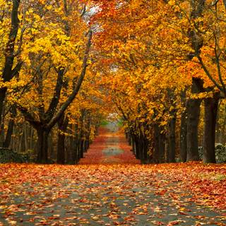 Autumn leaves bike house wallpaper