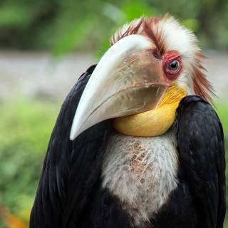 Great hornbill bird wallpaper