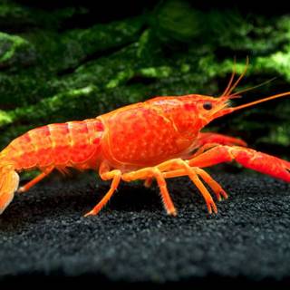 Crayfish wallpaper