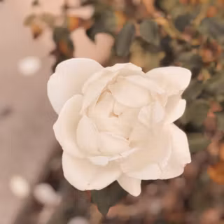 Women beige wallpaper