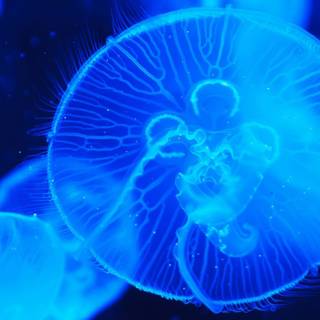 Deep sea creatures wallpaper