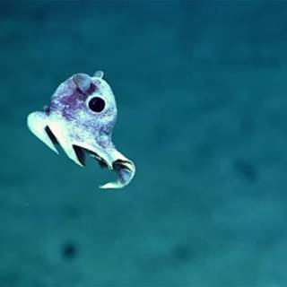 Deep sea creatures wallpaper