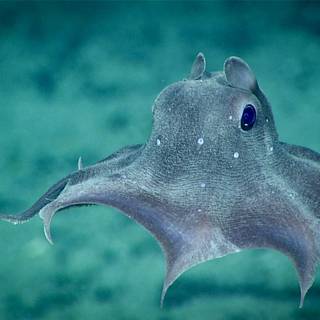 Deep sea creatures wallpaper