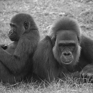 Silverback wallpaper