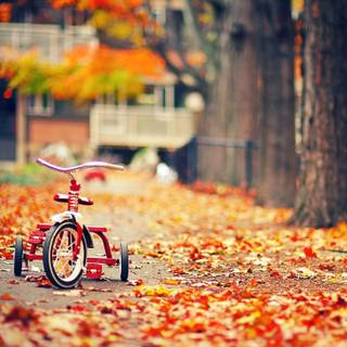 Summer autumn wallpaper