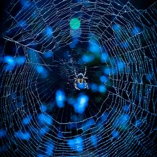 Spider net wallpaper