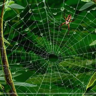Spider net wallpaper