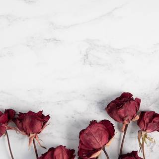 Flower iPhone 11 wallpaper