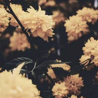 Flower iPhone 11 wallpaper