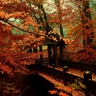 Autumn bridges wallpaper