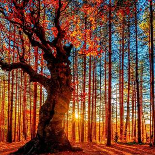 Autumn aspen trees wallpaper