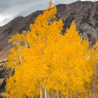 Autumn aspen trees wallpaper