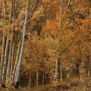 Autumn aspen trees wallpaper