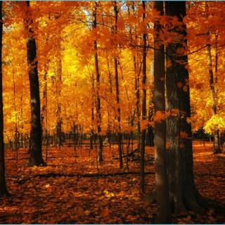 4k cozy autumn wallpaper